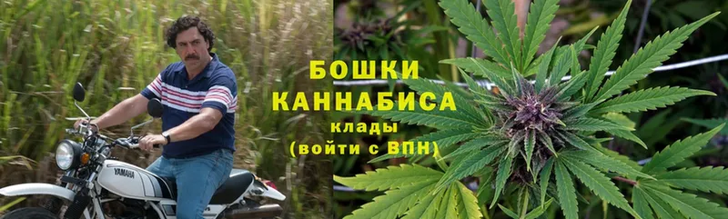 сколько стоит  Камбарка  Каннабис планчик 